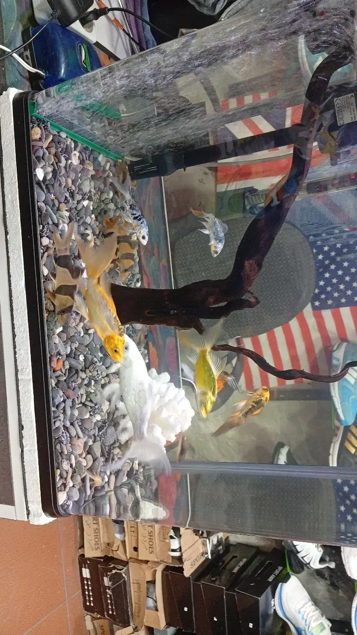 ماهی کویی پولک اسرائیلی|ماهی|دورود, |دیوار