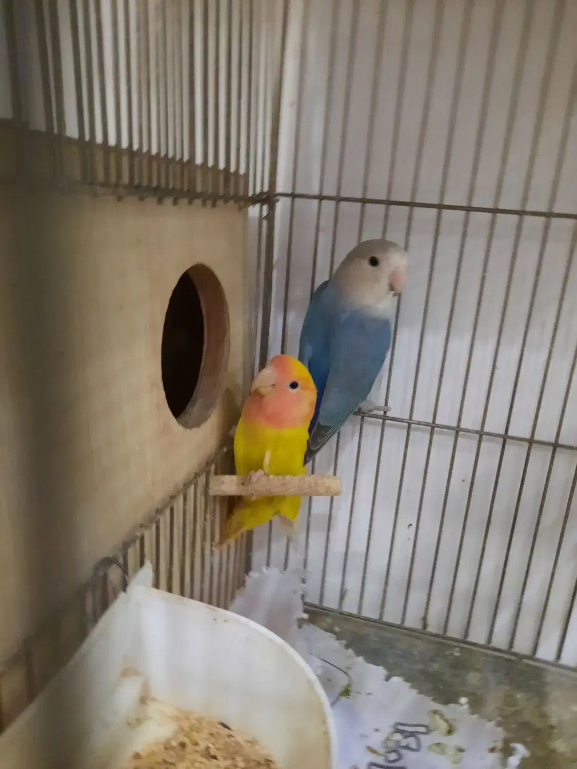 طوطی برزیلی های نر بالغ رزیکولیس زرد ابی معاوضه|پرنده|گلستان (تهران), |دیوار