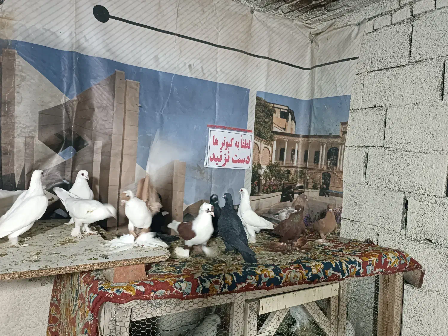 کبوتر|پرنده|تبریز, |دیوار