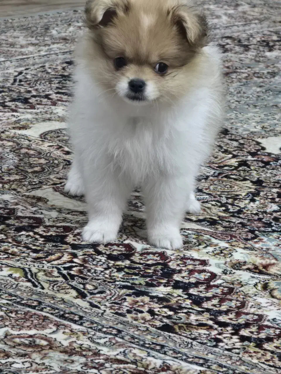 پامر خرسی|سگ|کرج, محمود آباد|دیوار