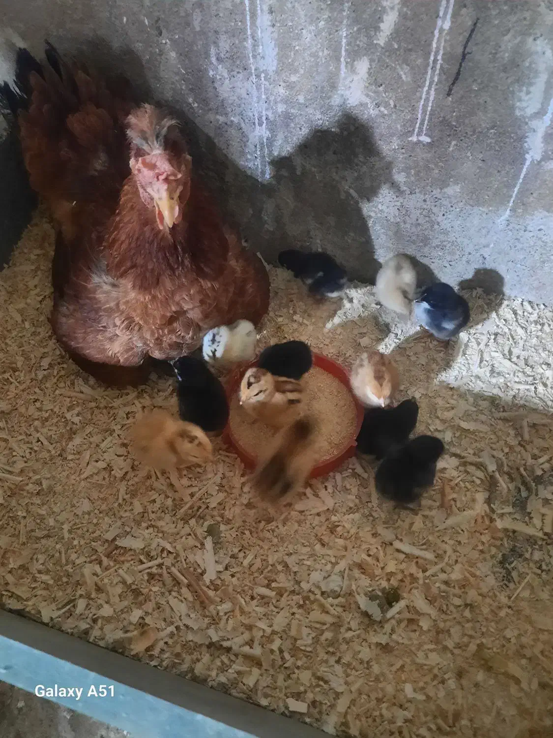 مرغ خروس|حیوانات مزرعه|چهاردانگه (تهران), |دیوار