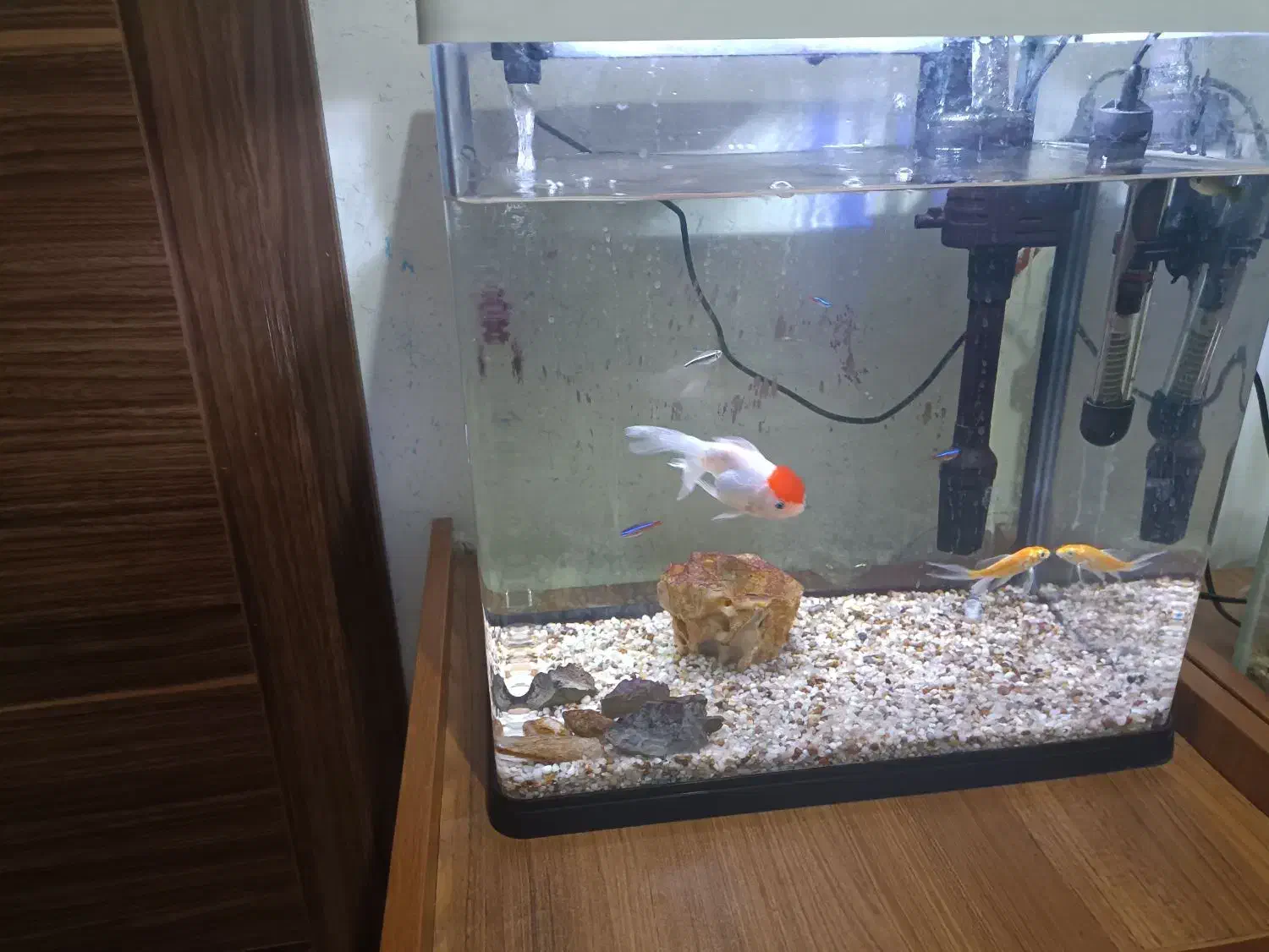 2‌عدد آکواریوم|ماهی|شاهین‌شهر, فردوسی|دیوار