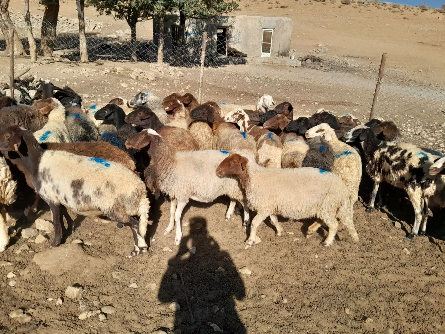 میش|حیوانات مزرعه|عسگران, |دیوار