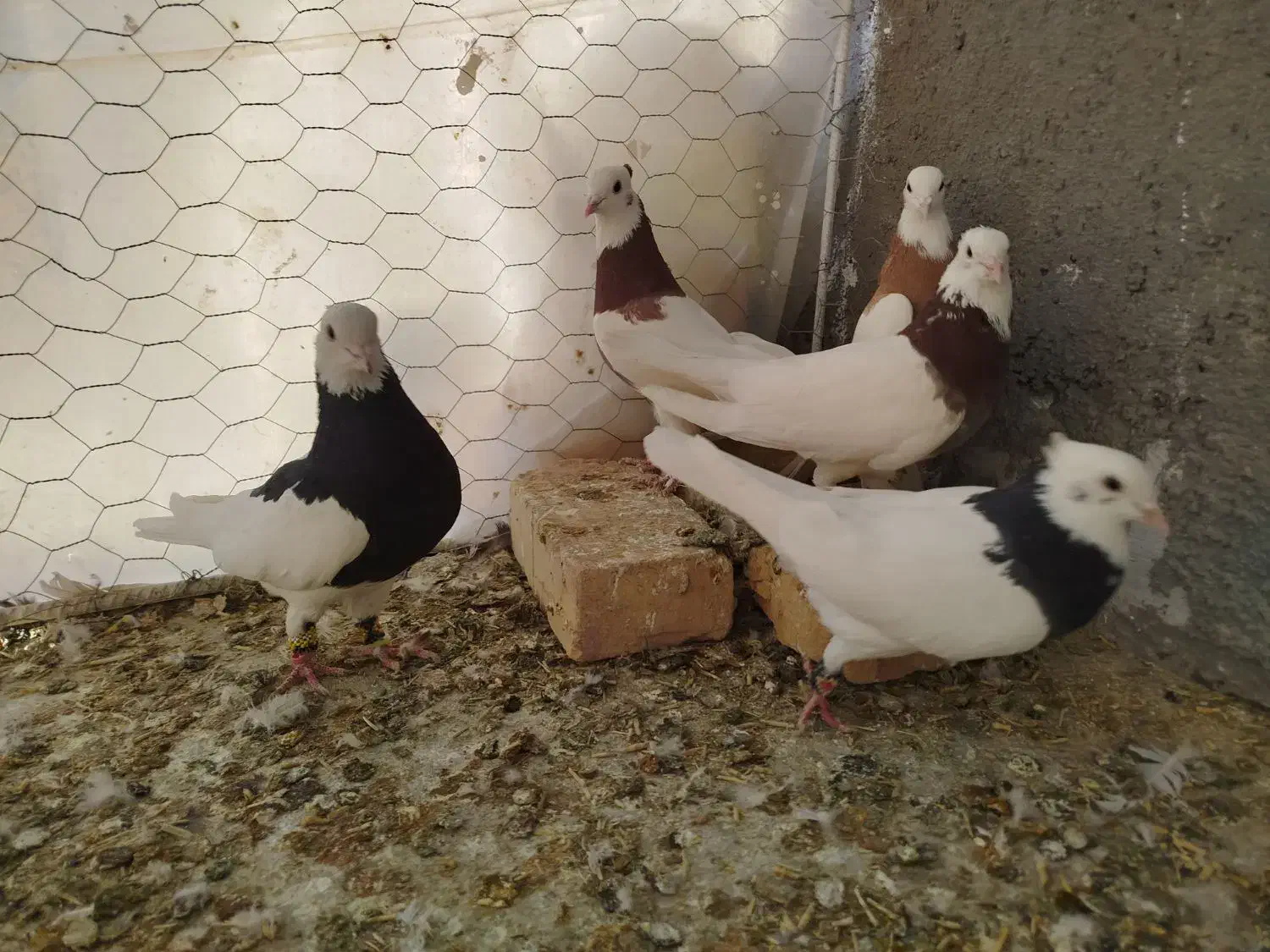 طوقی(قاین)|پرنده|بیرجند, |دیوار