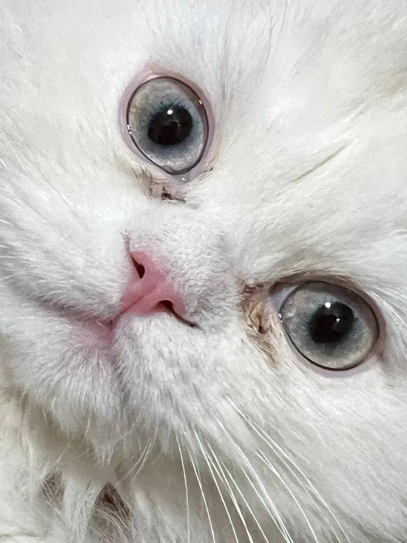 گربه پرشین|گربه|هشتگرد, شهرک بعثت|دیوار