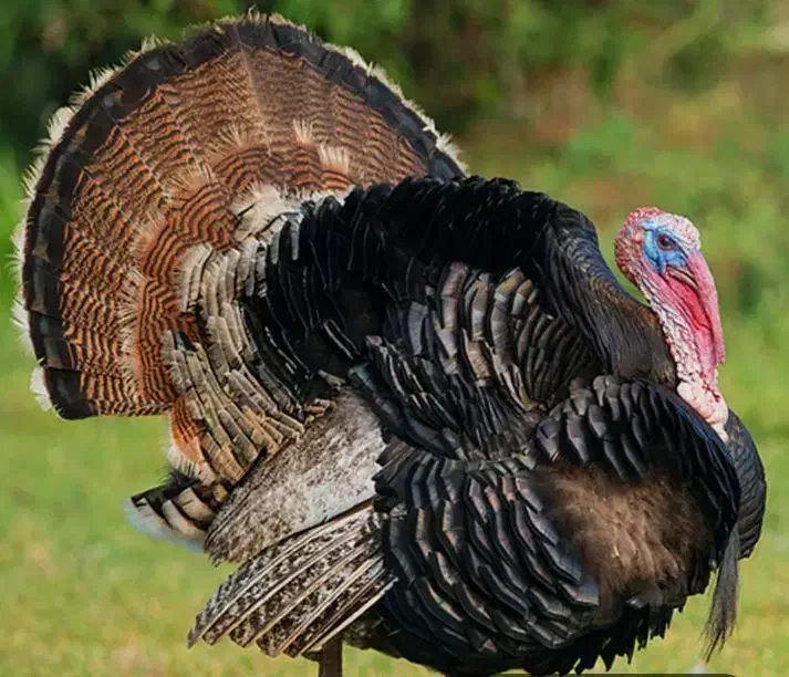 بقلمون نر چاق|حیوانات مزرعه|تربت جام, جامرود|دیوار