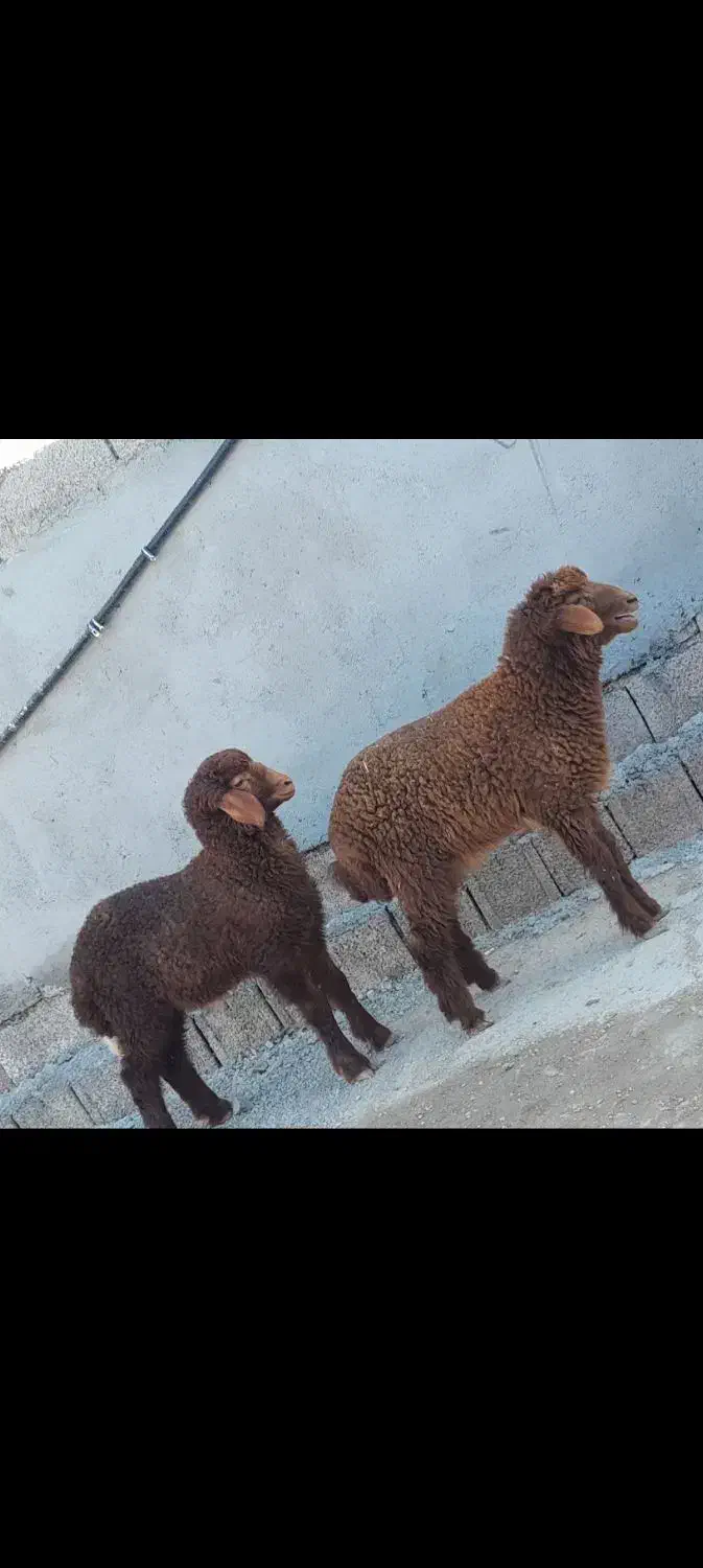 شادگان|حیوانات مزرعه|شادگان, |دیوار