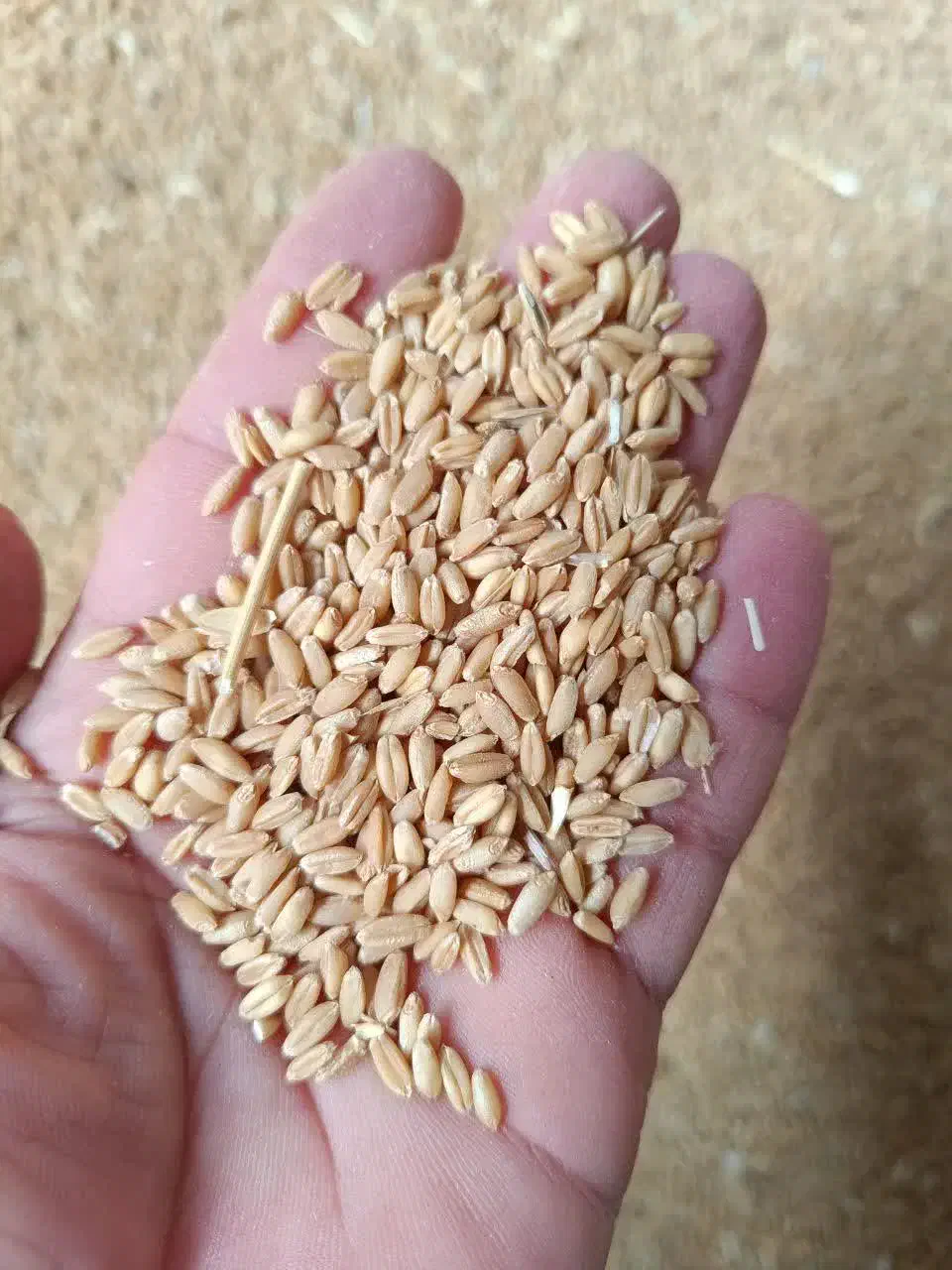 گونی|ظروف نگهدارنده، پلاستیکی، یکبارمصرف|قروه, |دیوار