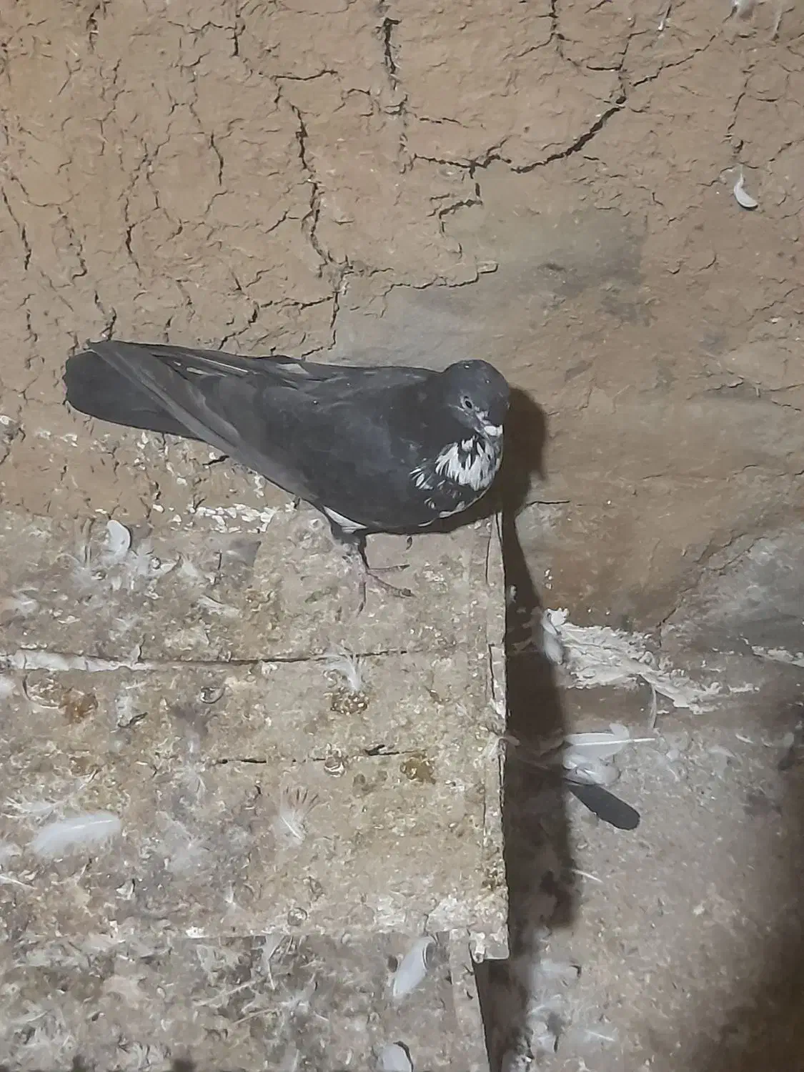 کبوتر پرشی|پرنده|گرمی, |دیوار