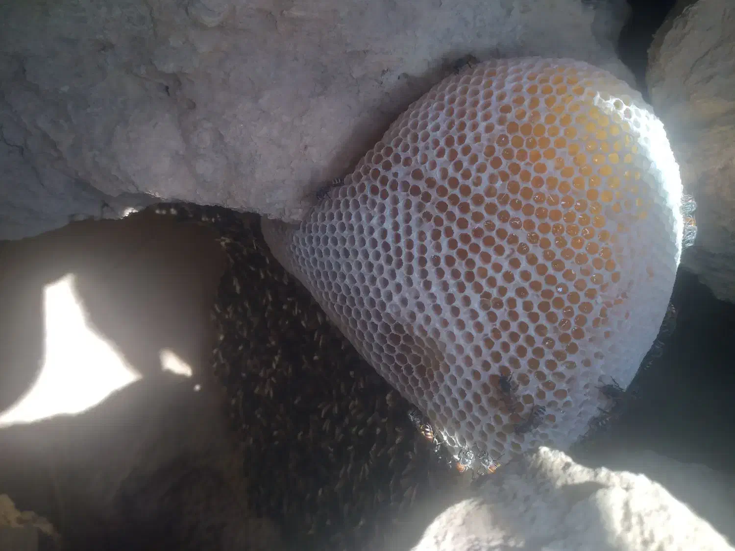 فروش عسل کوهی به شرط|خوردنی و آشامیدنی|افزر, |دیوار