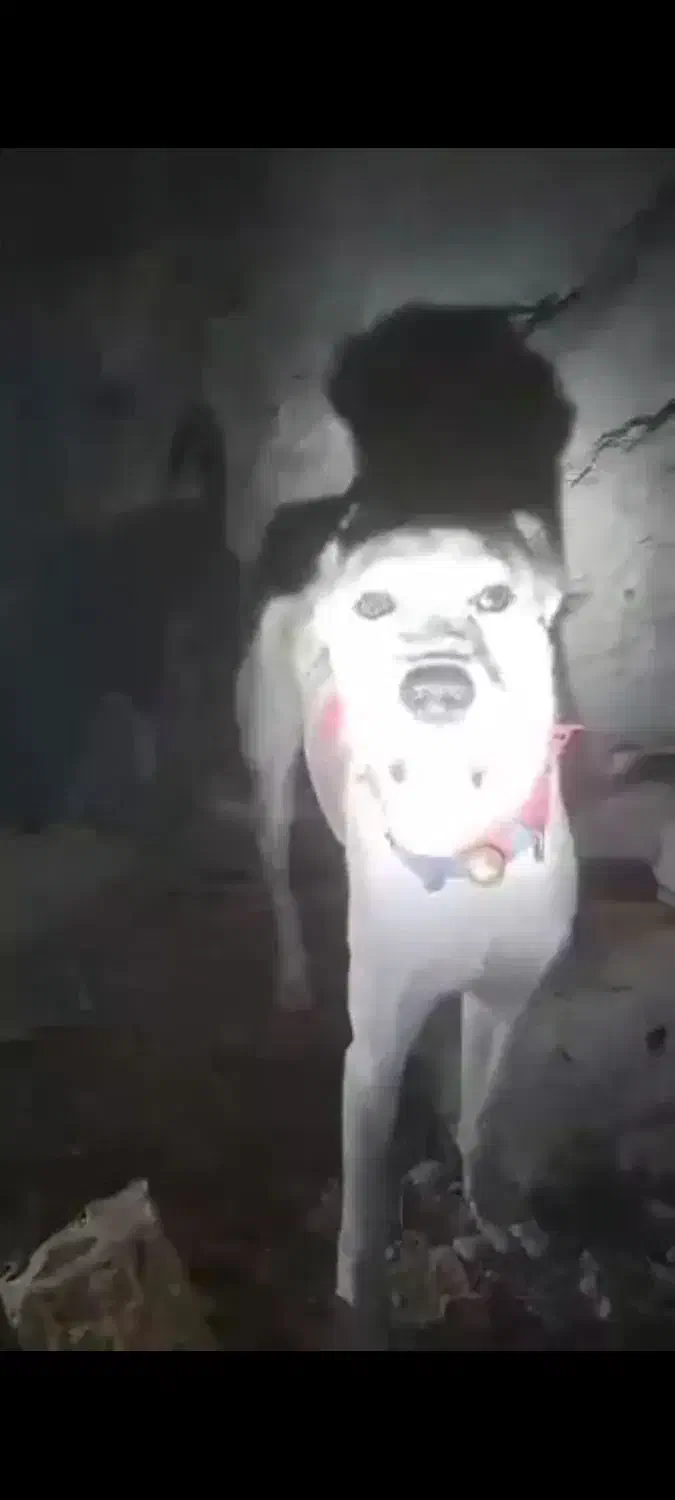 افغانی شکاری|سگ|شیراز, شهرک ویلایی بهاران|دیوار