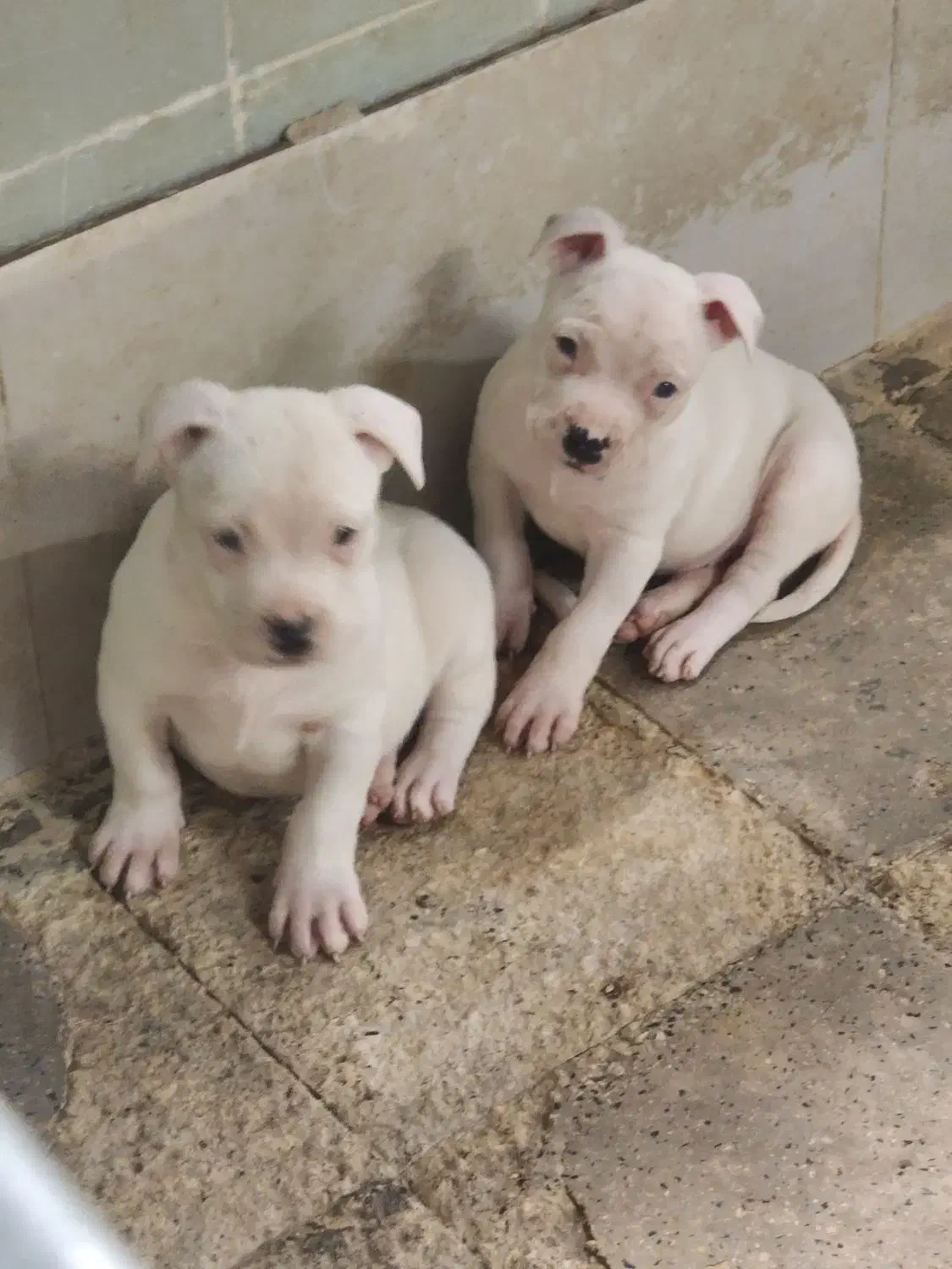 داگو ماستیف|سگ|بومهن, |دیوار