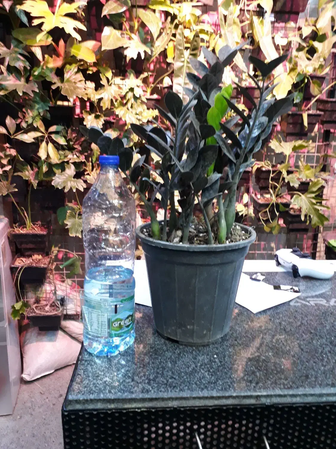 زاموفیلیا سوپر بلک|گل و گیاه طبیعی|باقرشهر, |دیوار