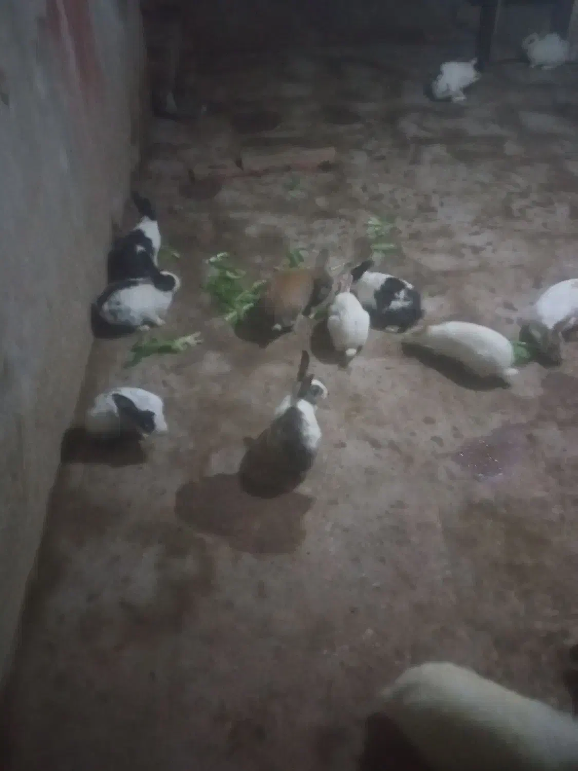 10عدد خرگوش|موش و خرگوش|سبزوار, جوادیه شرقی|دیوار