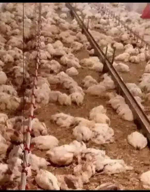 تلفات مرغ|لوازم جانبی حیوانات|بهشهر, |دیوار