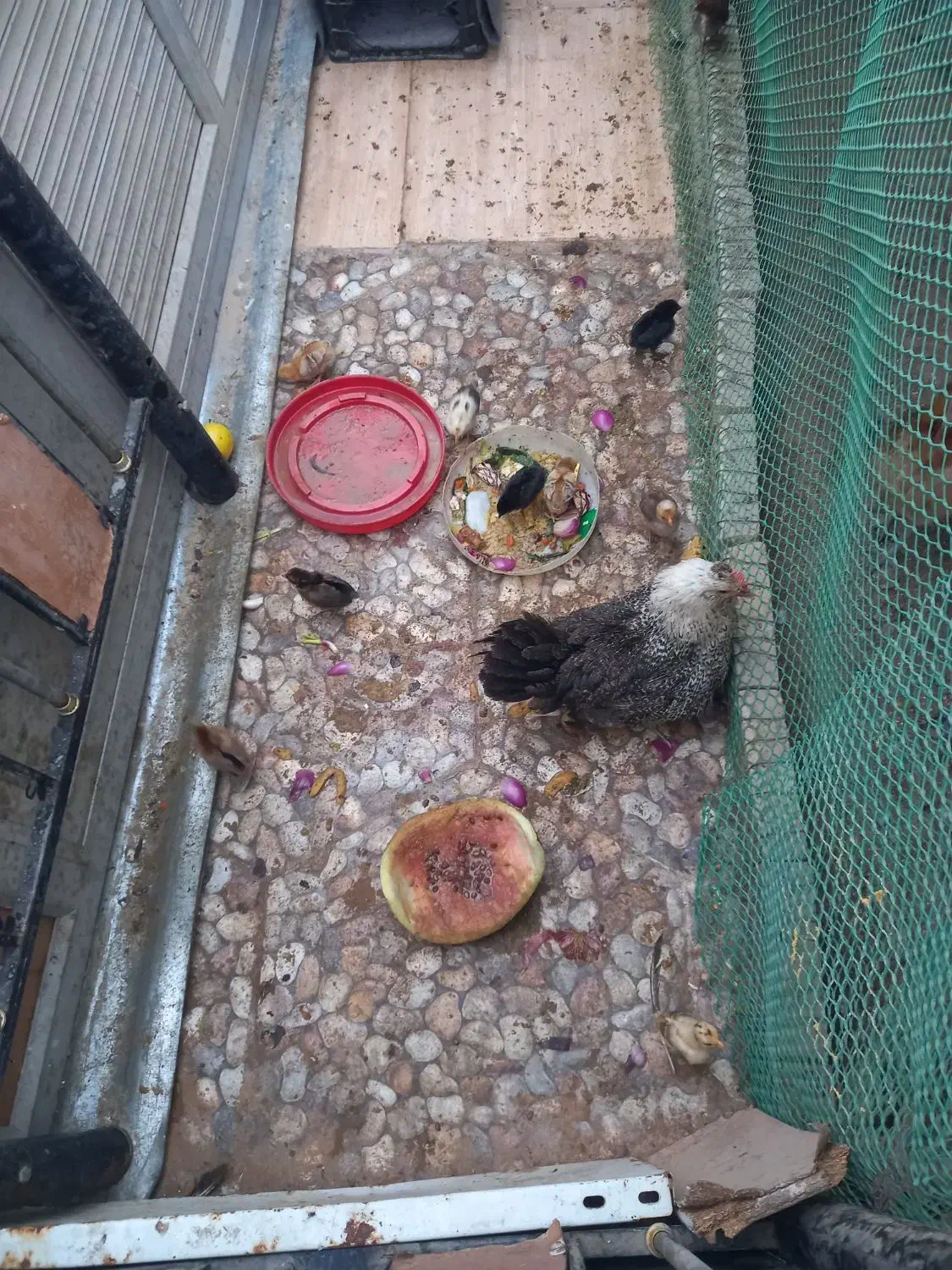 مرغ محلی جوجه دار|حیوانات مزرعه|باوی, |دیوار