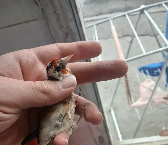 سهره جوجه سال|پرنده|ارومیه, |دیوار