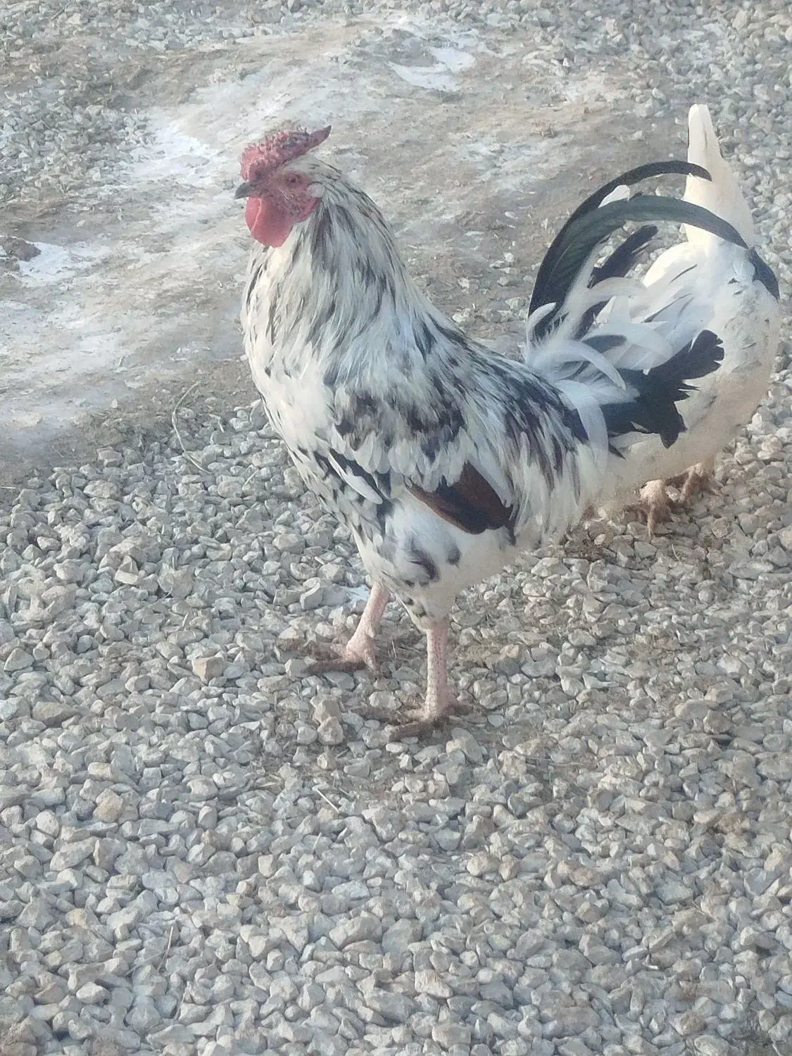 خروس|حیوانات مزرعه|سردرود, |دیوار