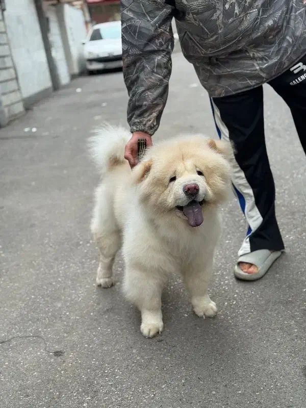 سگ چاوچاو|سگ|ساری, |دیوار