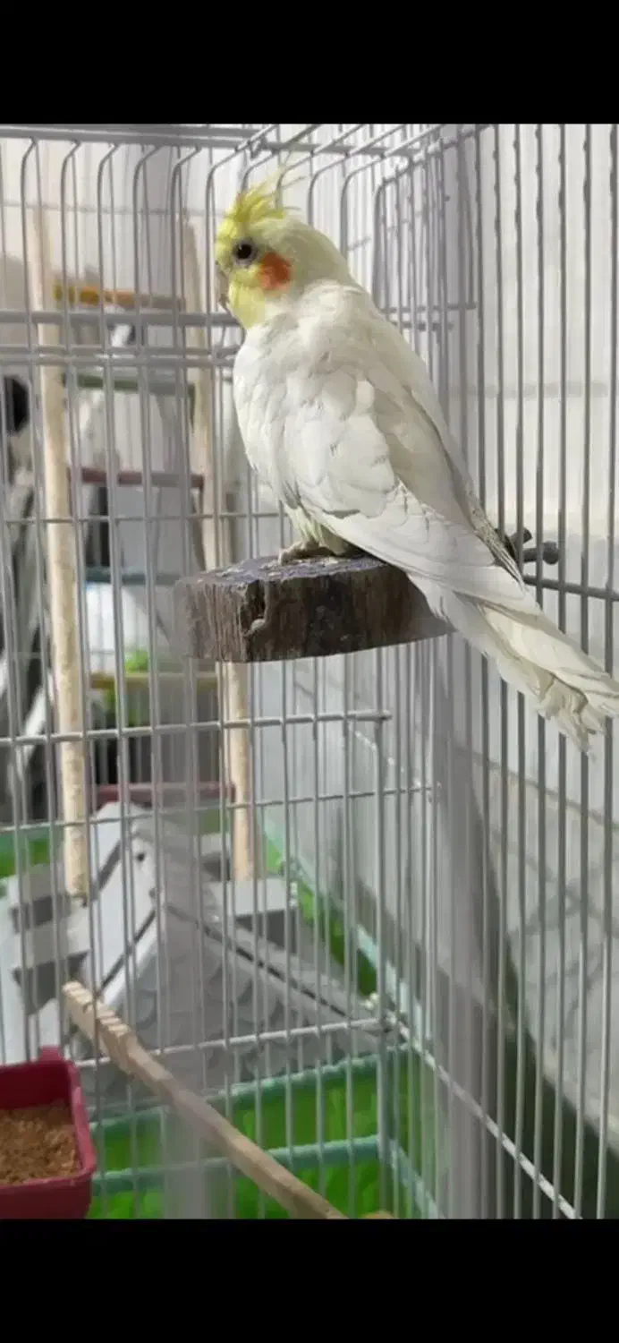 در صورت پیدا کردن عروس هلندی زنگ بزنید|حیوانات|ایذه, |دیوار