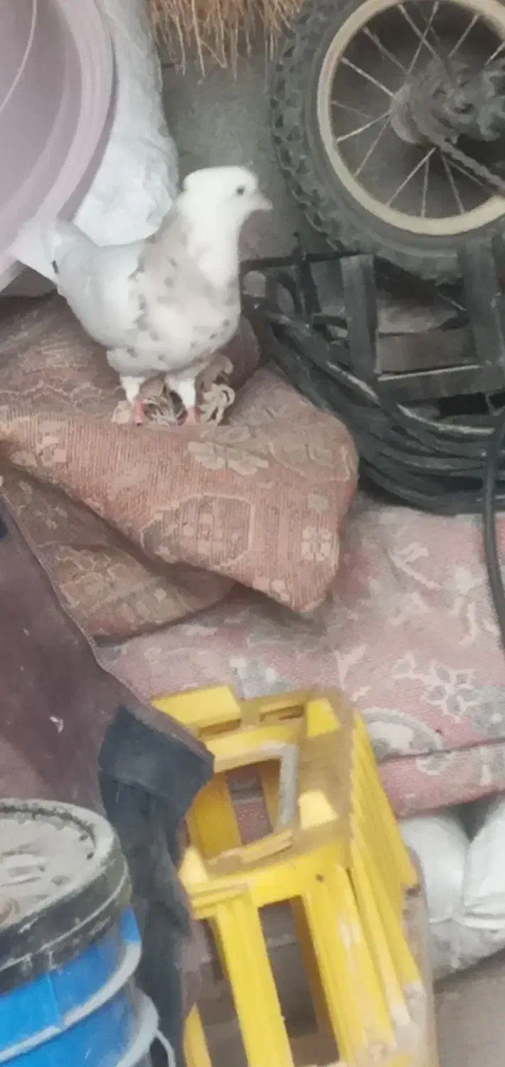 ی جفت طوقی روزگاری|پرنده|خانمیرزا, |دیوار