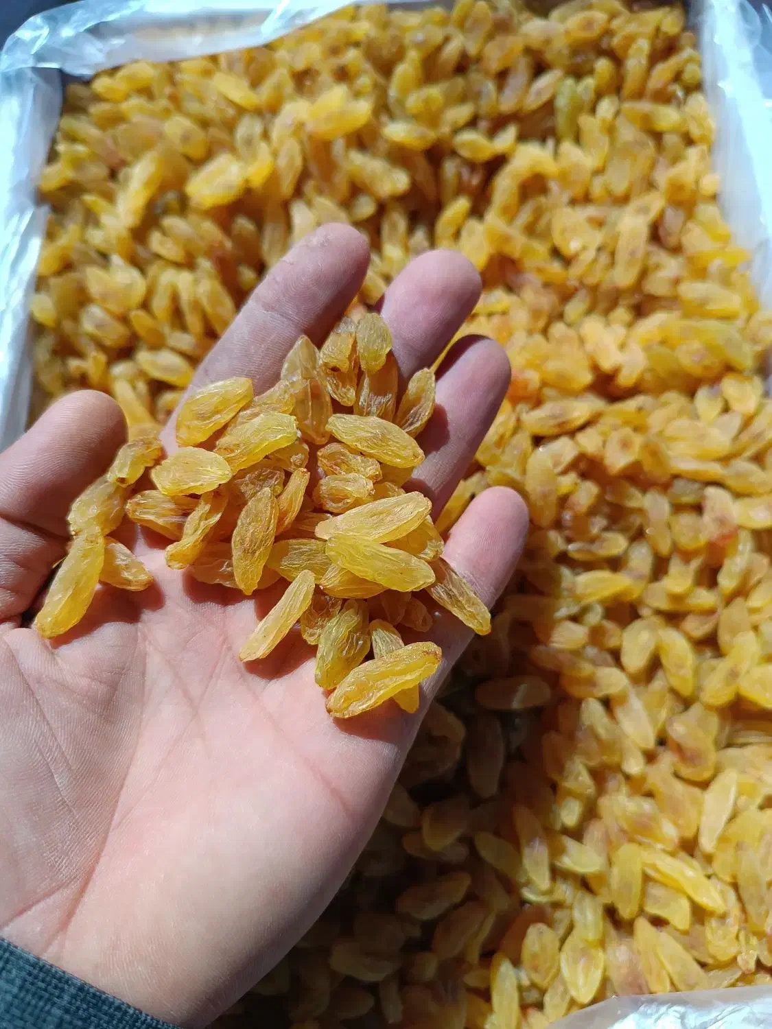 کشمش سبز قلمی کاشمر|عمده‌فروشی|یزد, |دیوار