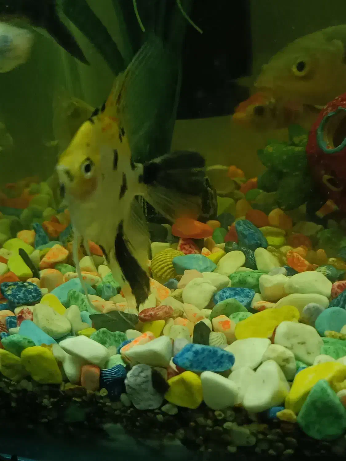 ماهی کوی ماهی آنجل ماهی گورامی طلایی|ماهی|کرمانشاه, |دیوار