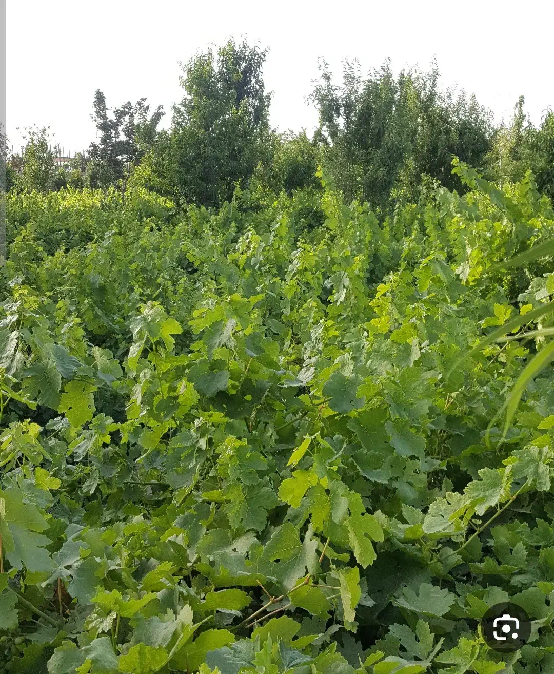 باغ انگور|فروش زمین و ملک کلنگی|دلبران, |دیوار