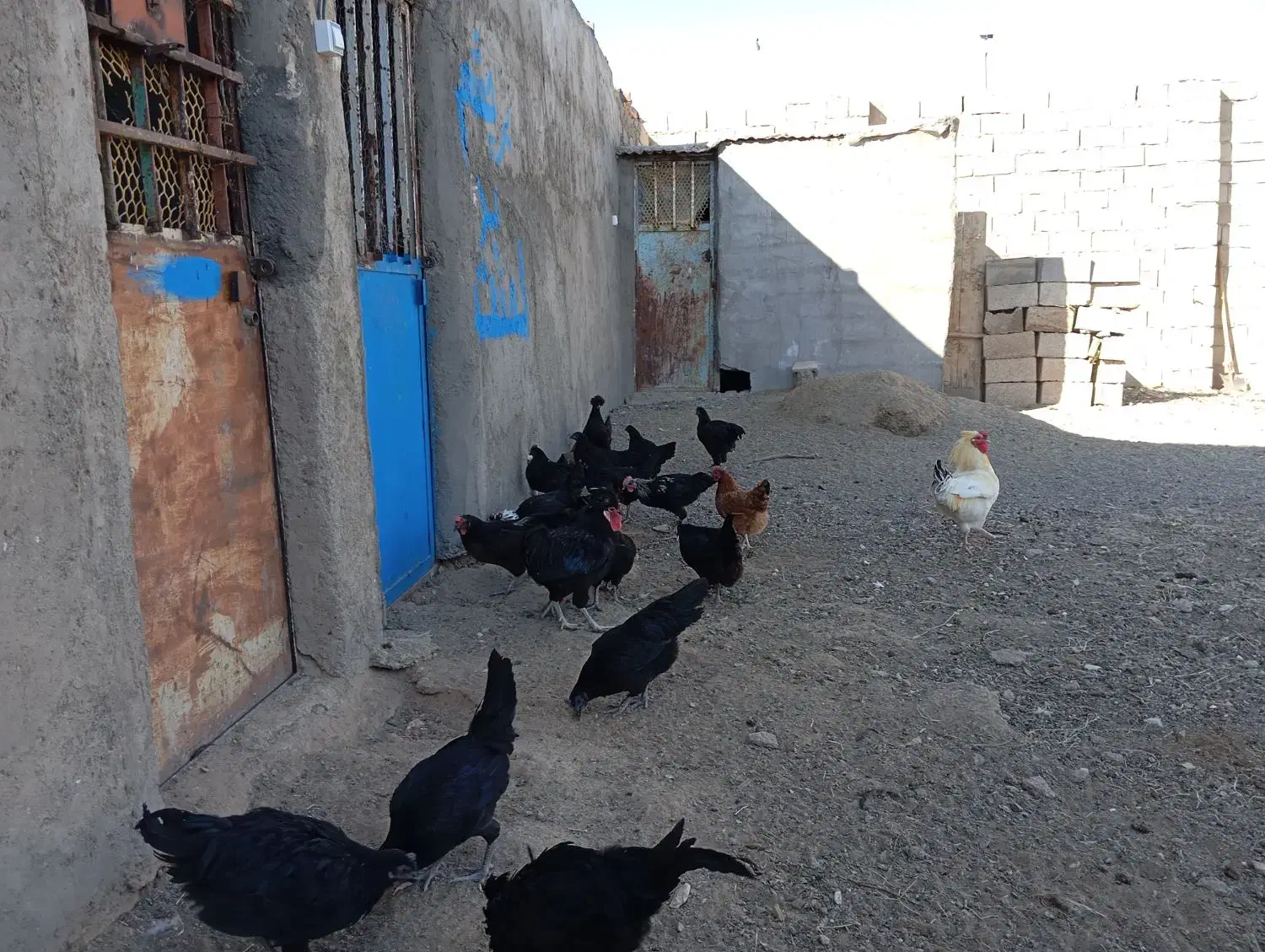 مرغ  سیاه فروشی صحیح سالم|حیوانات مزرعه|بردسکن, |دیوار