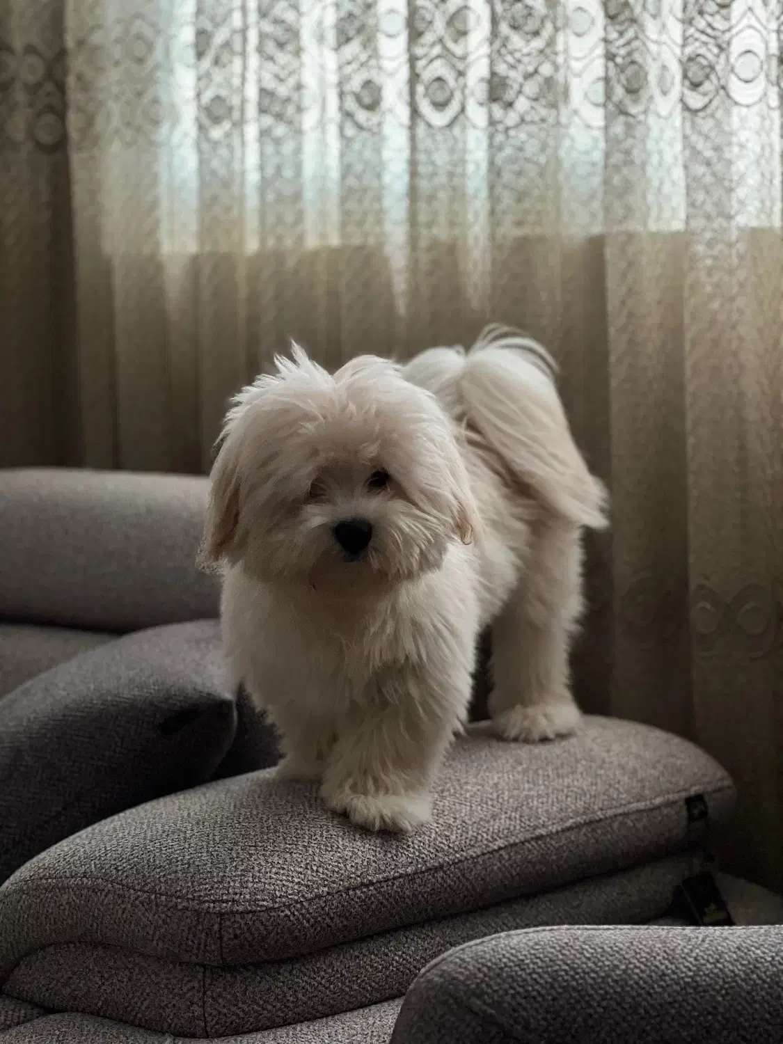 سگ گمشده|حیوانات|بندرعباس, |دیوار