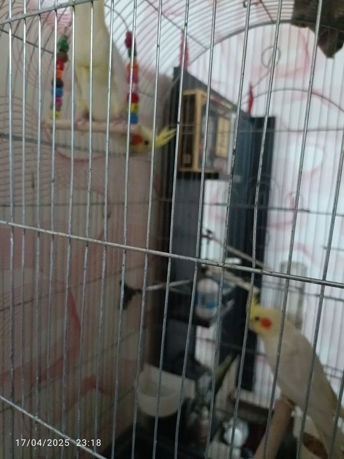 فروش ۳عددعروس هلندی یکجفت ویک بچه|پرنده|هشتگرد, فاز ۷ مهستان|دیوار