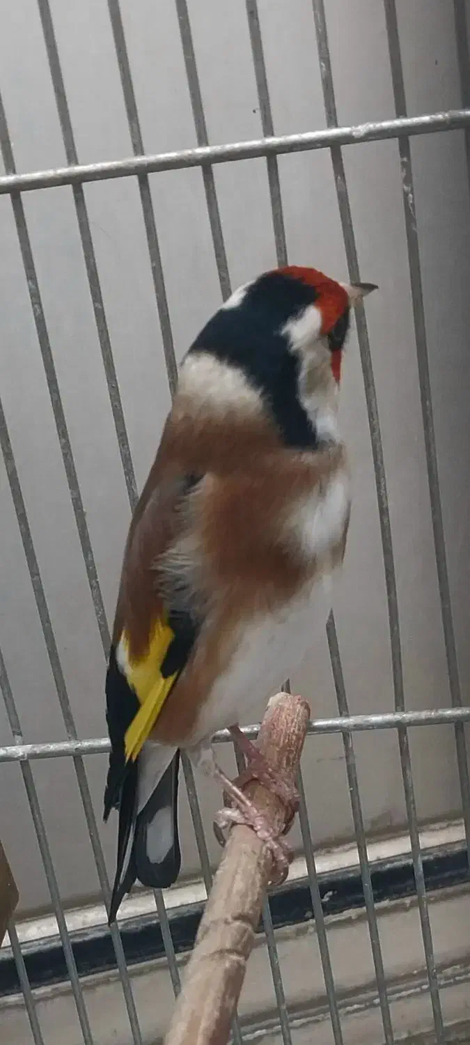 سهره جفتی کت باز کن و قرص بخون|پرنده|تهران, خاوران|دیوار