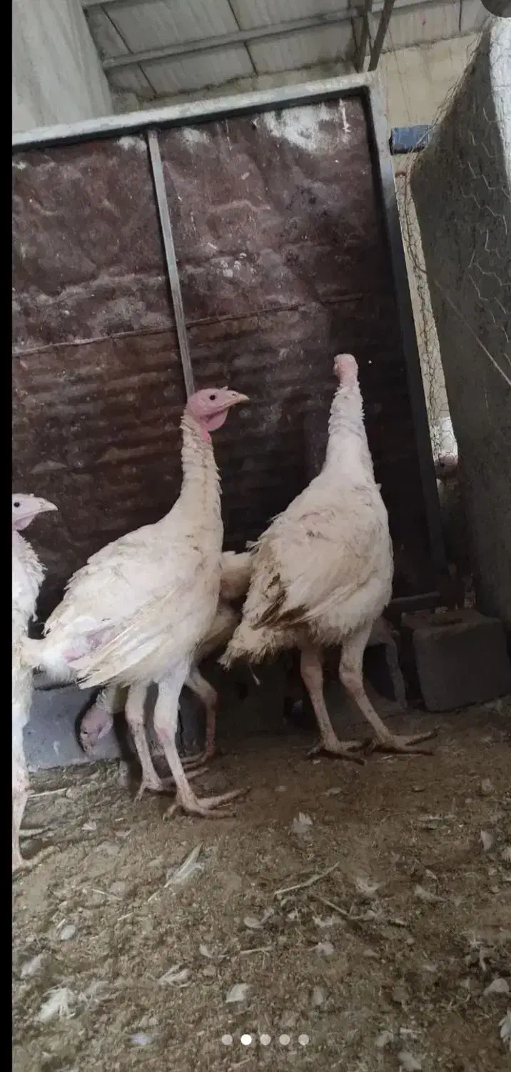 فروش بوقلمون|حیوانات مزرعه|الشتر, |دیوار