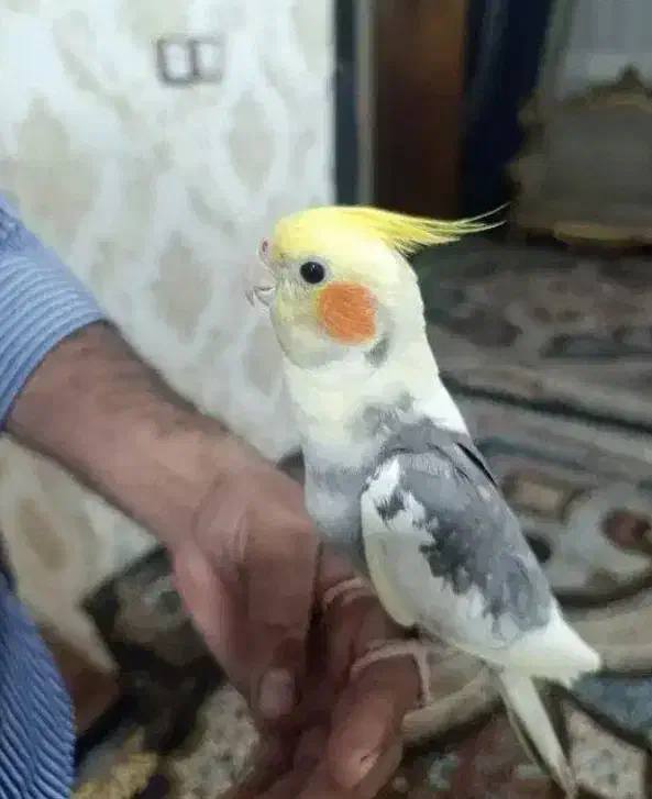 عروس هلندی نر|پرنده|اسدآباد, |دیوار