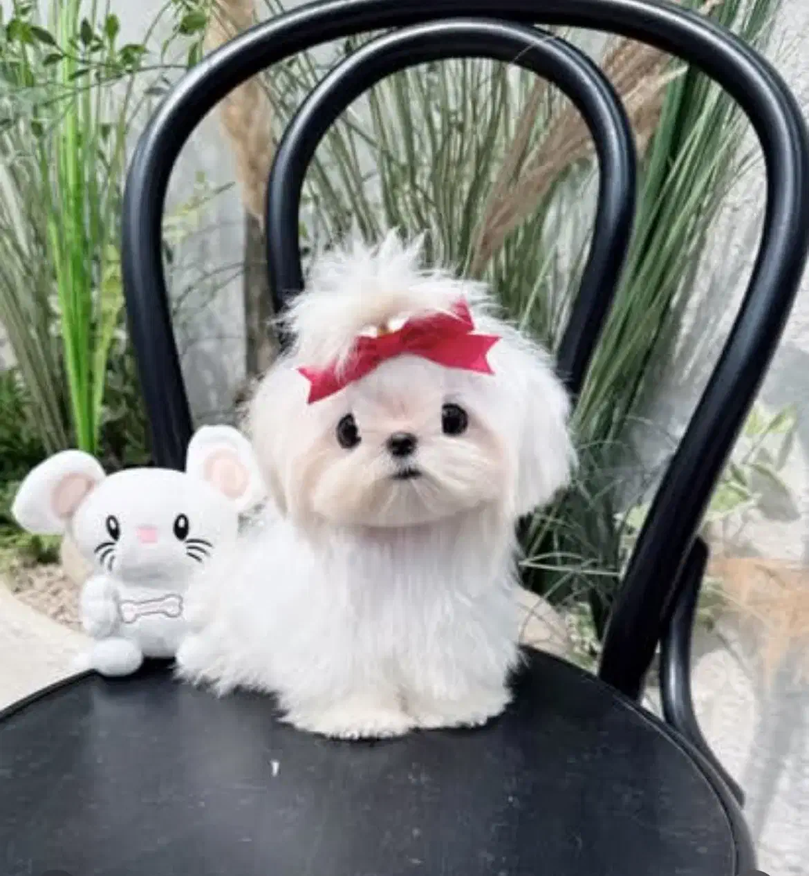 مالی شیت|سگ|تهران, شهرک هما|دیوار