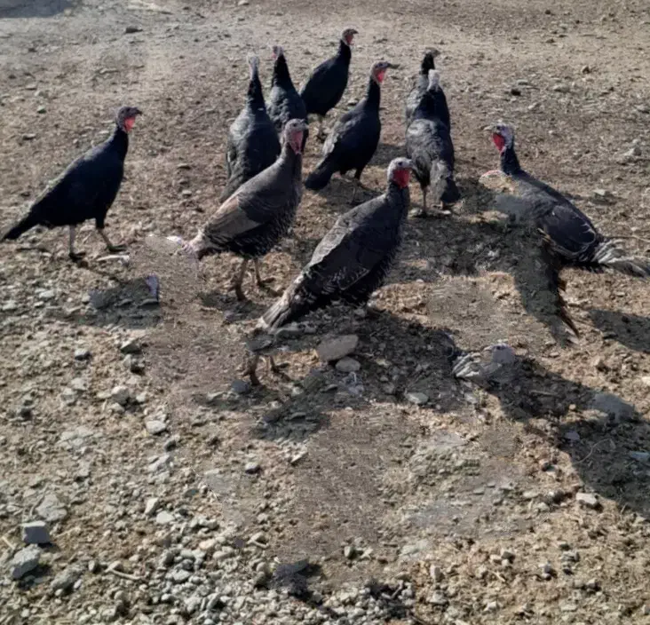 هشت تا بوقلمون ماده|حیوانات مزرعه|نقده, |دیوار