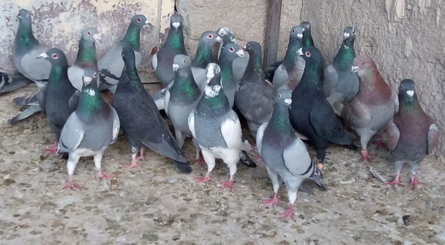 کفتر|پرنده|شیراز, دارالرحمه|دیوار