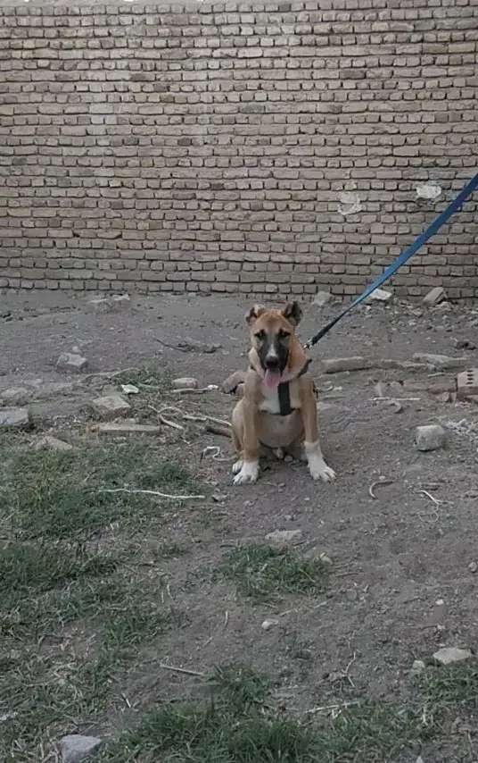 واگذاری سگ سرابی اصیل|سگ|مرند, |دیوار