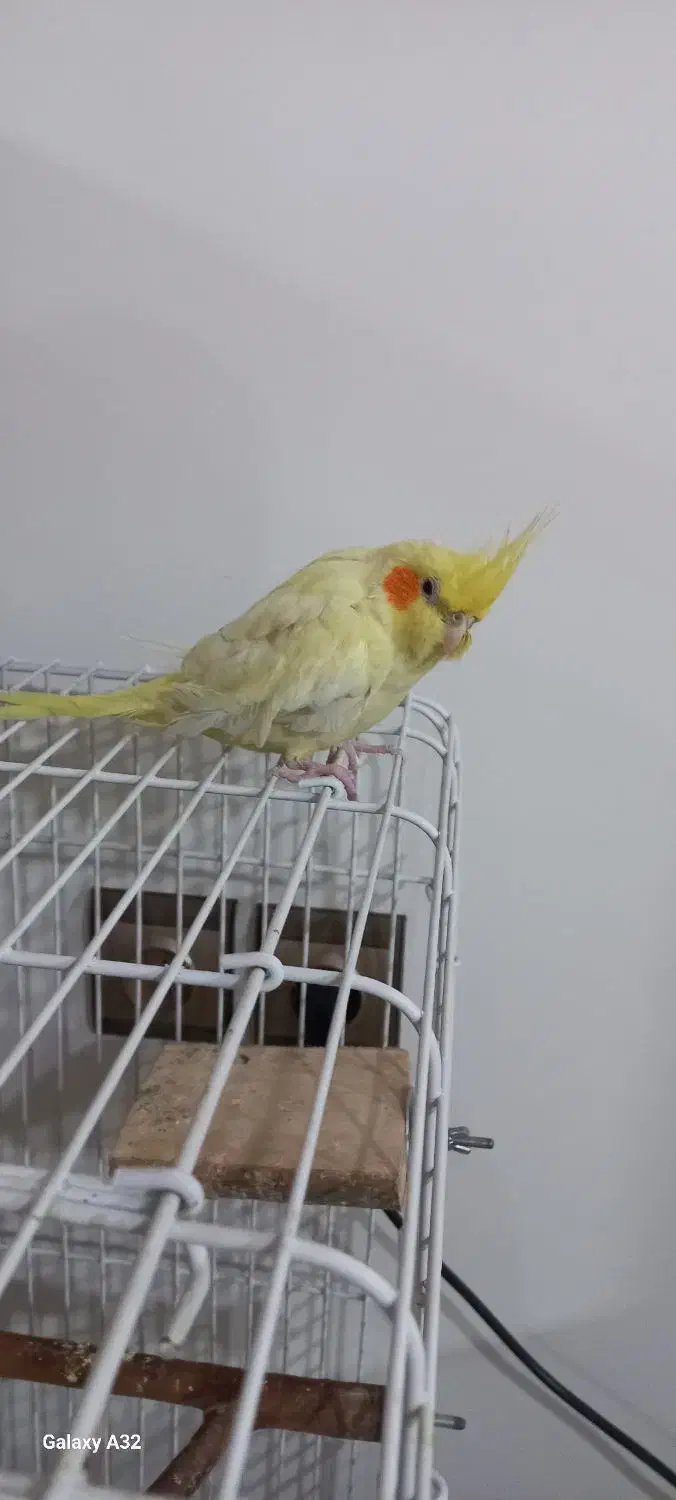 عروس هلندی لوتینو|پرنده|محمدشهر, جعفرآباد|دیوار