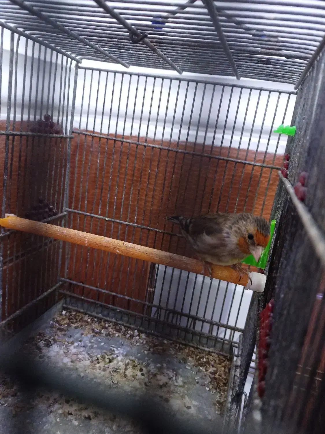 سهره قناری|پرنده|شیراز, کفترک|دیوار