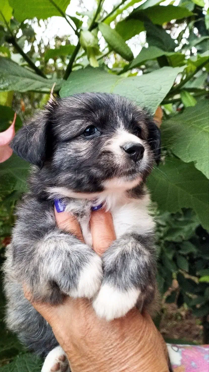 سگ اشپیتز ماده|سگ|رشت, حومه رشت|دیوار