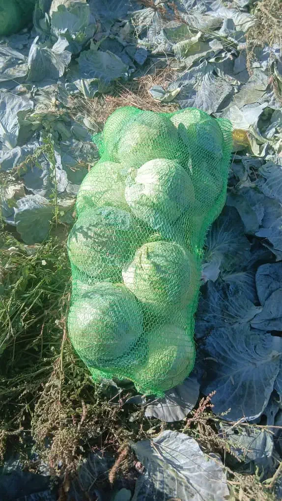 کلم سفید|خوردنی و آشامیدنی|پارسآباد, |دیوار