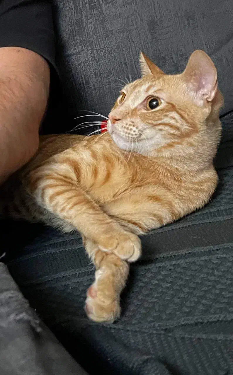 واگذاری رایگان گربه DSH در بندرعباس|گربه|بندرعباس, |دیوار