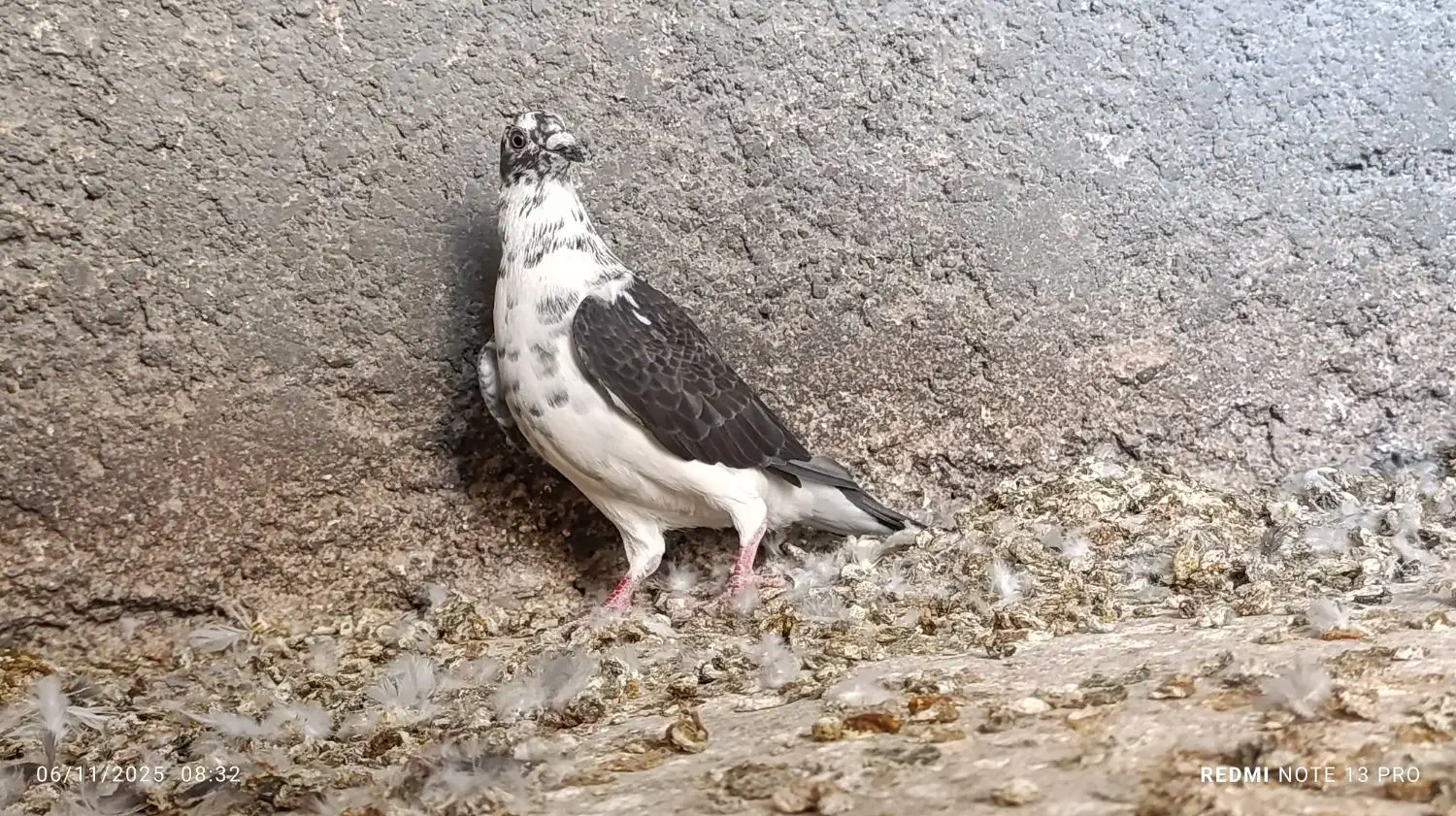 کبوتر گوره و غوره نر و طوقی|پرنده|وحدتیه, |دیوار