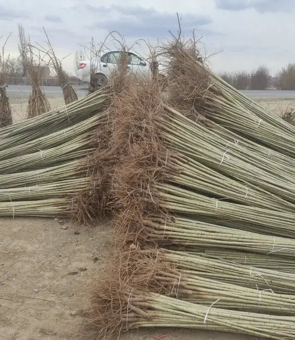 نهالستان صنوبر و گردو و بادام|خدمات باغبانی و درختکاری|بهبهان, |دیوار