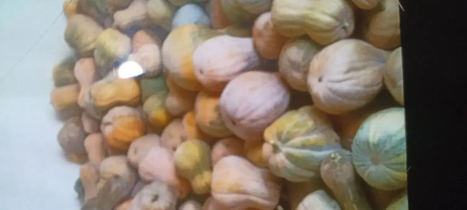 دوتن کدو|خوردنی و آشامیدنی|آشخانه, |دیوار