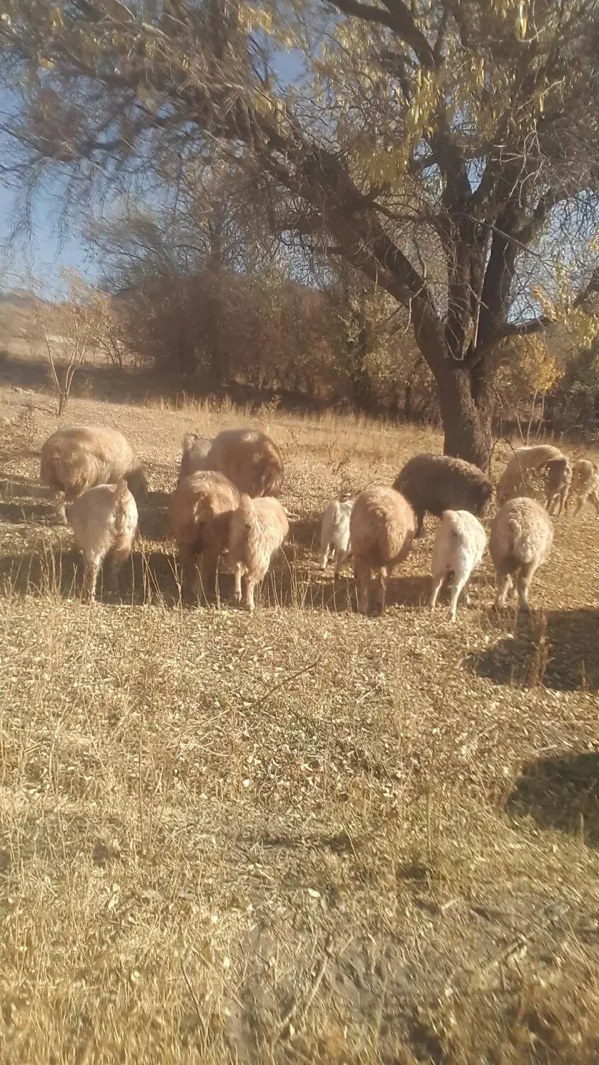 ۲۰ میش ۲۰ بز همه ابستن میشها بردسیر|حیوانات مزرعه|بردسیر, |دیوار