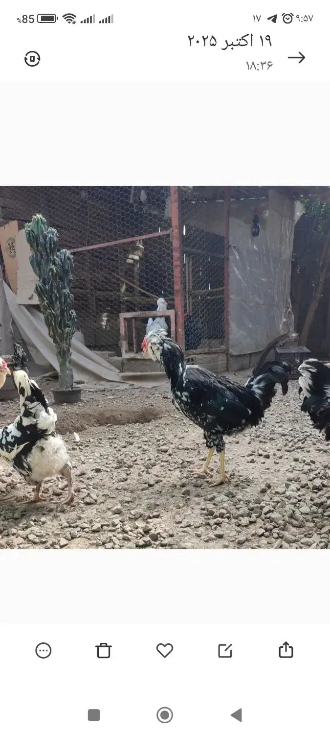 گلین مولد اصیل استثنایی ،تخمگذار|حیوانات مزرعه|رامیان, |دیوار