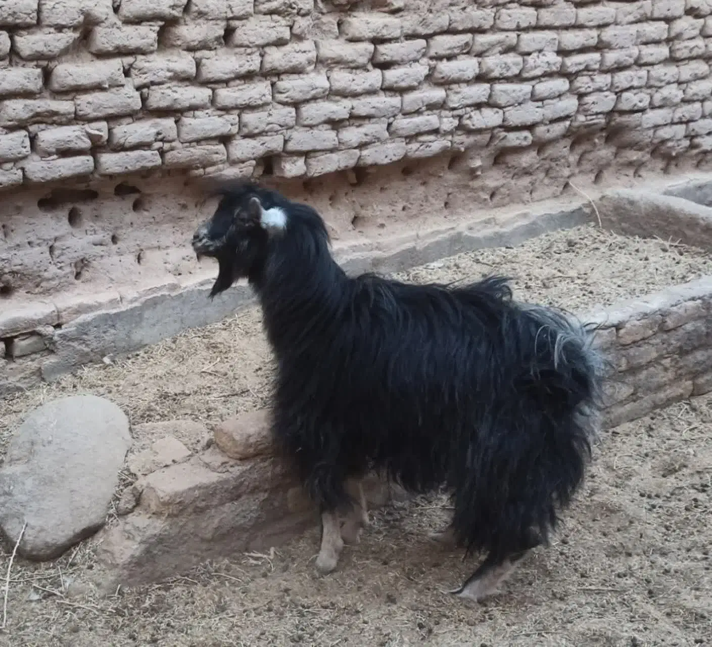 نر بز|حیوانات مزرعه|کاشان, راوند|دیوار