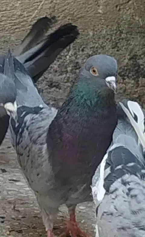 کبوتر|پرنده|خرم‌آباد, |دیوار